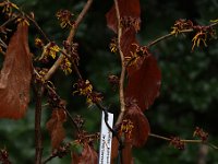 Hamamelis Allgold 2016 01 23 9222